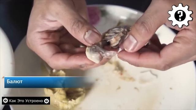 Самые отвратительные блюда в мире смотреть онлайн