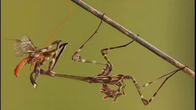 EmpusaPredatrice.wmv смотреть онлайн