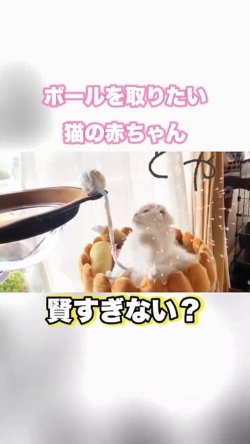 スコティッシュフォールドの赤ちゃん😚💗　#子猫　#funny #baby смотреть онлайн