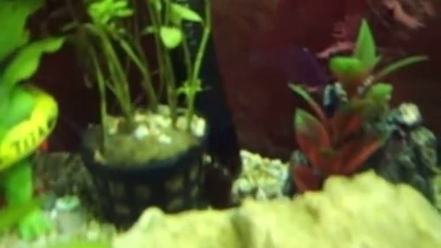 My 10g puffer tank with a purple crab and ottos смотреть онлайн