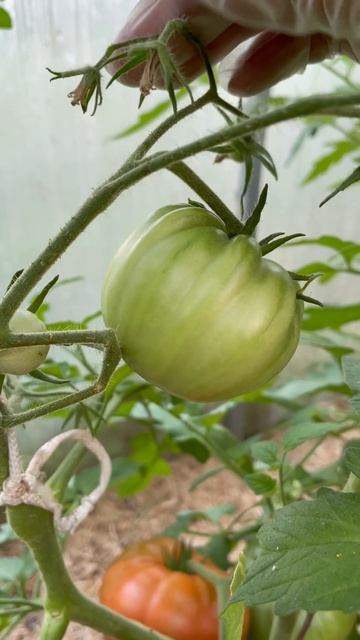 Не удаляйте эти цветы на томатах, чтобы не остаться без урожая смотреть онлайн