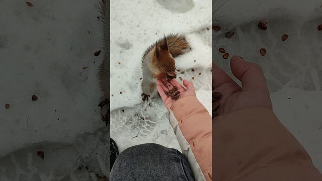 промокла и очень проголодалась белочка#squirrel #белочки #еда #бельчата #орех #вкусно #грызун #холо смотреть онлайн