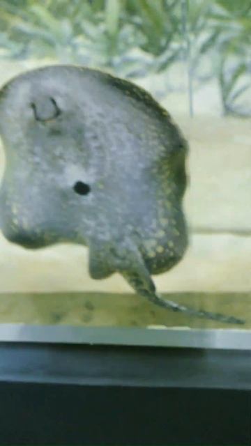 Arraia Pintada (Potamotrygon falkneri) e Arraia Negra (Potamotrygon leopoldi) 💖🐠🐠 смотреть онлайн
