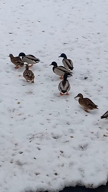 Утка отняла добычу у селезня. смотреть онлайн
