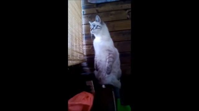 жужа - кот суслик смотреть онлайн