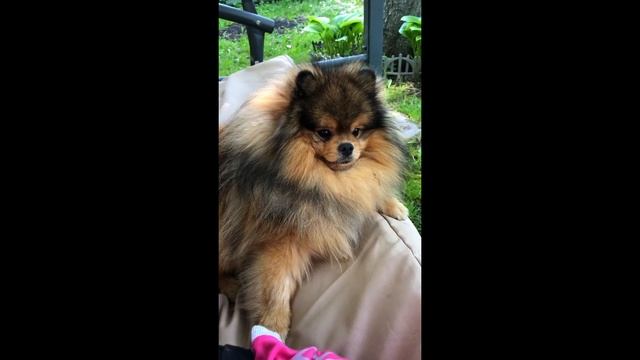 Шпиц БАРНИ гоняет кошек на даче смотреть онлайн