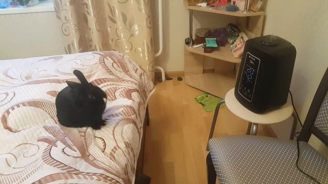 увлажнитель воздуха