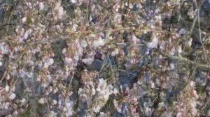 Анатолий Кулагин - Весенний Ветер