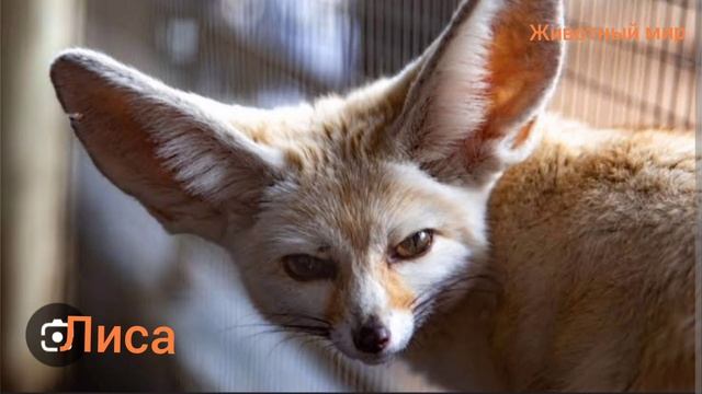 лисица смотреть онлайн