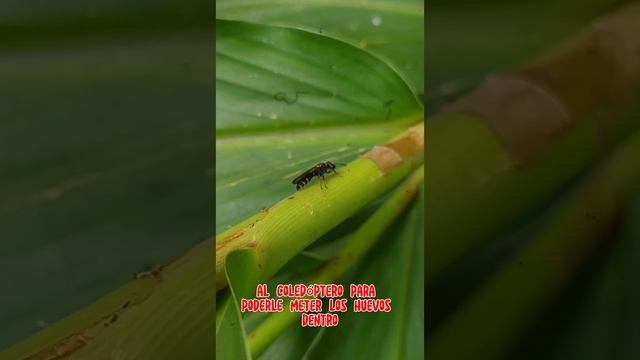 Avispas de Los Gorgojos género Cerceris Familia Crabronidae#insectos#coleoptera#fotos#avispas смотреть онлайн