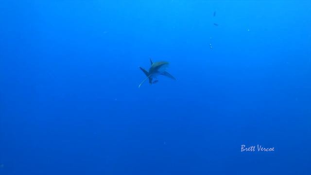 Oceanic white tip shark in 4K смотреть онлайн