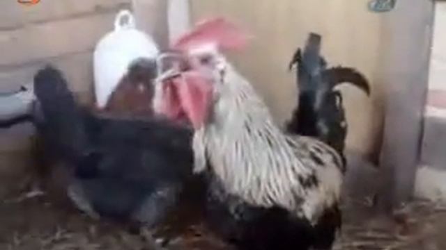 ANKARA LED TABELA : 353 76 77 :KAYAN YAZI ETİMESGUT смотреть онлайн