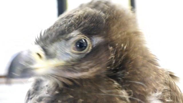 Close-up young Palm-nut Vulture смотреть онлайн