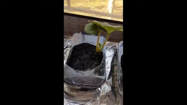 3 недели после покупки. Чудо Ягодница. Сказочный Сбор. смотреть онлайн