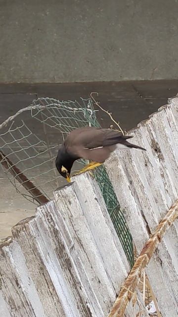 Скворец Майна поёт песню 🐦 Starling mynah sings the song 🕊️ Nature 🐾 Funny birds Cute bird Memes Pe смотреть онлайн