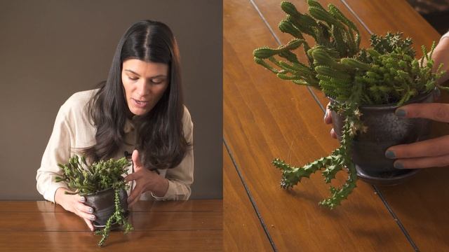 Edithcolea Grandis (Persian Carpet Flower) Houseplant Care — 296 Of 365