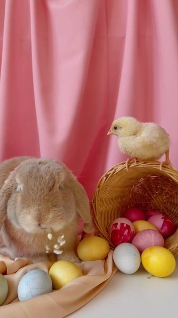 兔子 - Rabbits - Rabbit - Кролик top 2021-2022 смотреть онлайн