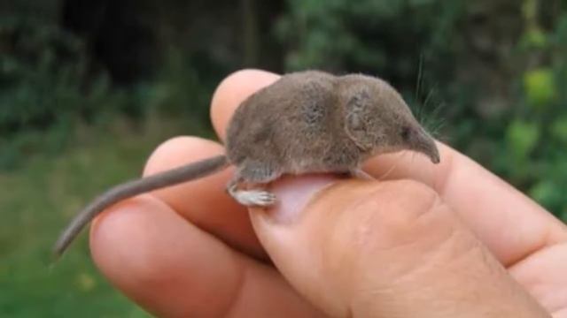 Amazing World || Smallest Animals In The World смотреть онлайн