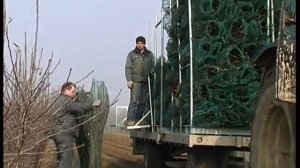 Выращивание саженцев в питомнике Каролюс-класс н3