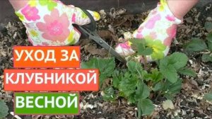 УХОД ЗА КЛУБНИКОЙ ВЕСНОЙ ПОСЛЕ ЗИМЫ