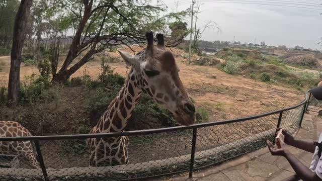 НОВОЕ / ХОЛЛЕР ПАРК на МОМБАСА В КЕНИИ С ЖИРАФАМИ, ГИПОПОТАМ в АФРИКЕ ОБЕЗЬЯНЫ КРОКОДИЛЫ Часть 2 смотреть онлайн