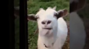 как козёл смеётся