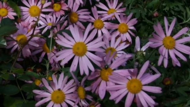 Late Summer Flowers || Clara Curtis || Chrysanthemum смотреть онлайн