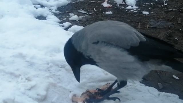 Hooded crow Smalls and tasty chicken piece \ Ворона Малая и лакомый кусочек смотреть онлайн