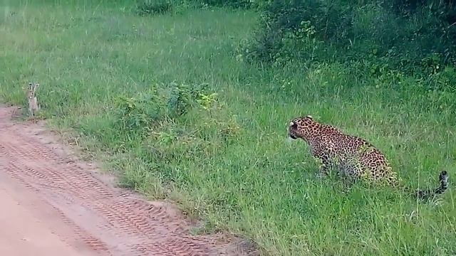 The Mother Rabbit Can Run Away From The Leopards To Return To The Children смотреть онлайн