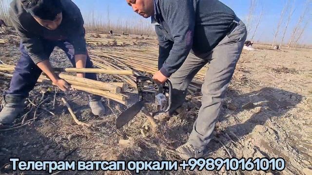 Павловния бунакаси болмаган 10000 дан танлаб олишга гарантия сортига ( Павловния ) смотреть онлайн