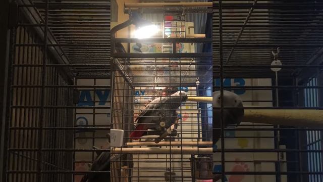 Жако учится говорить