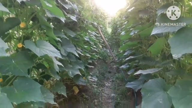 Sala satu cara budidaya timun zatafi f1 смотреть онлайн