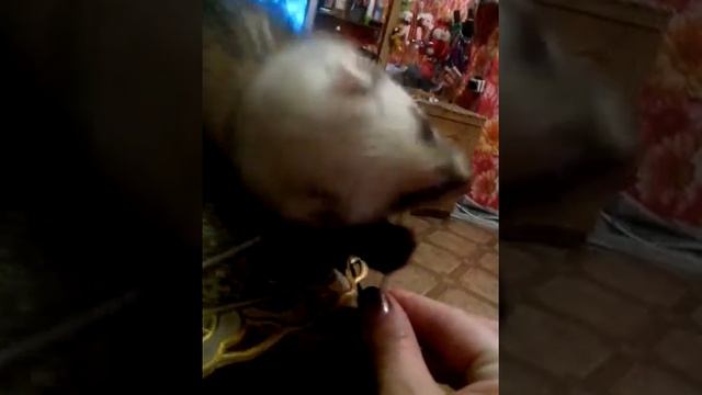 самый вкусный чупачупс смотреть онлайн