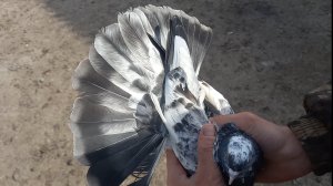 Радужные, мраморные...