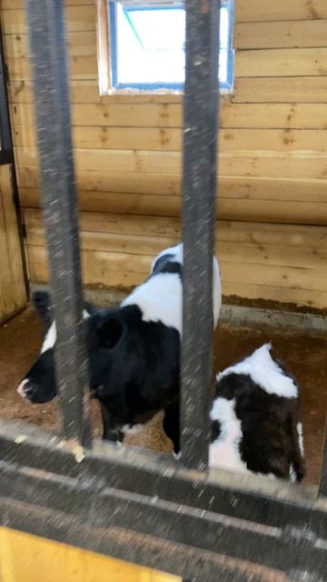 БЫЧКИ. ГОРОДСКИЕ НА ФЕРМЕ. смотреть онлайн