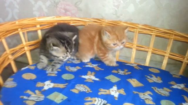 Питомник кошек Ля Рошель (Рошен) персов и экзотов (19) смотреть онлайн
