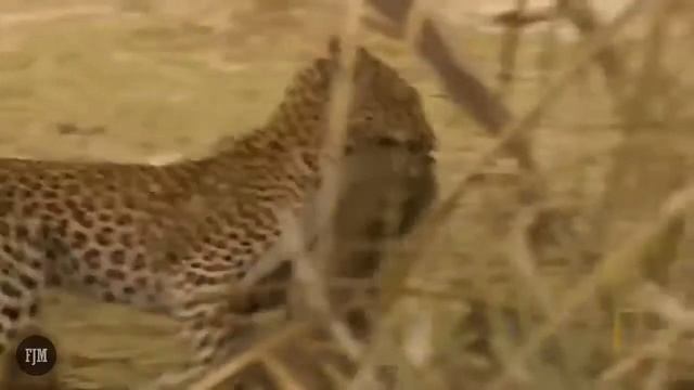 Leopard hunt local monkeys смотреть онлайн