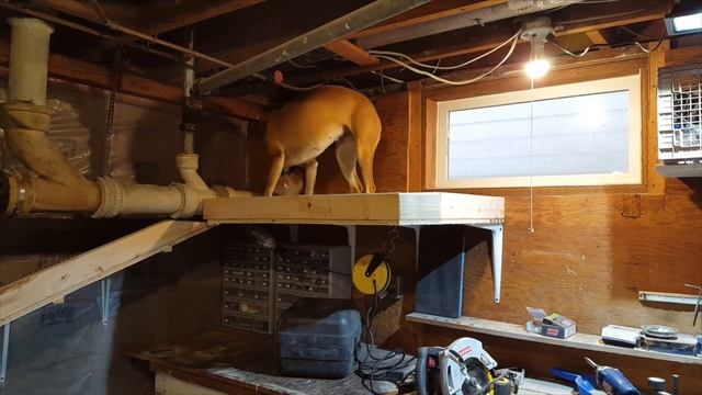 How to Make A Pet Door out of a Basement Window, including Go Pro Doggie Cam смотреть онлайн