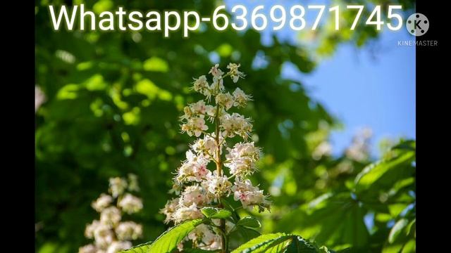 Bach flower medicine in tamil-White chestnut-benefits in tamil смотреть онлайн