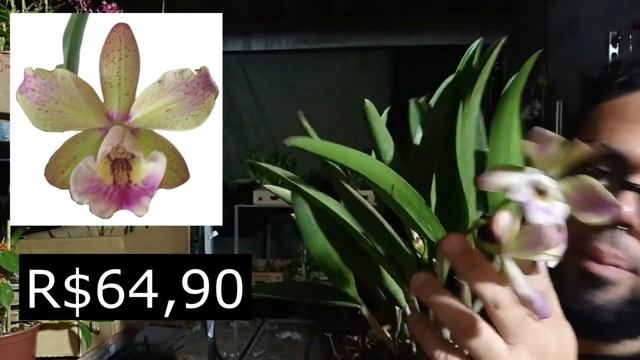 CATTLEYA BC MAIKAI X C. PÃO DE AÇUCAR ADULTA DE SEMENTEIRA #QUEROMAISORQUIDEAS #SHORTS #ORQUIDEAS смотреть онлайн