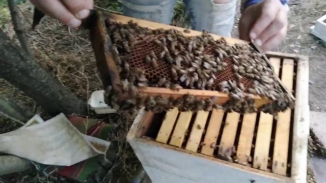 Изолировал матку при попытке роения.Пчелы заложили много свищевых маточников.