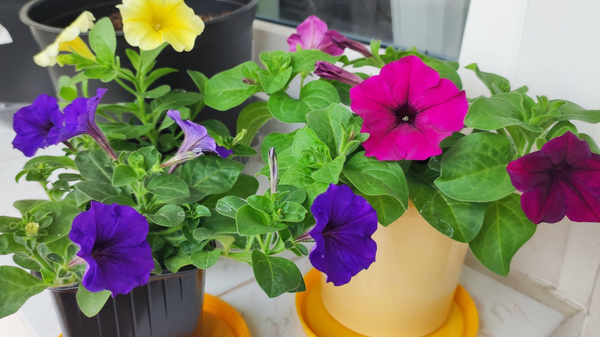 Что посеяла на лоджии в этом году.