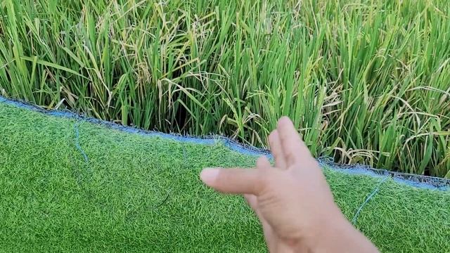 Coke Sprite Fanta Gamentos mouth experiment! potato chips смотреть онлайн