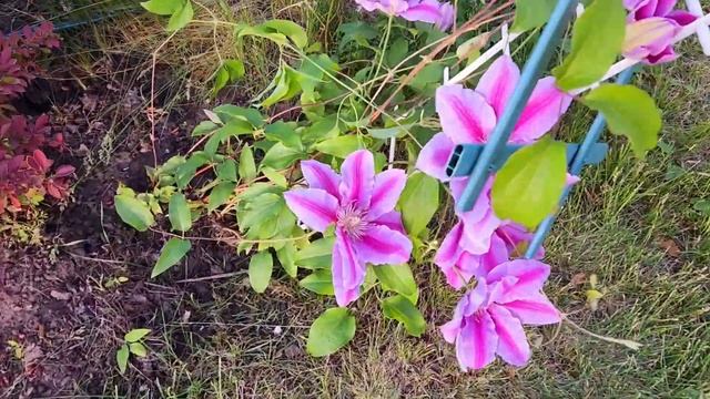 11 мая 2024 г. Лечение клематиса от ржавчины и подкормка хвойных растений. смотреть онлайн