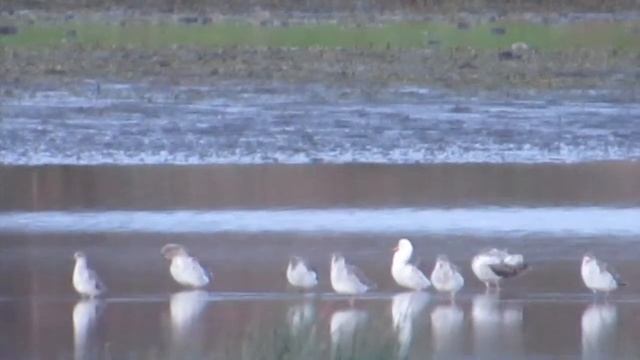 Ruff - Buckenham Marshes смотреть онлайн