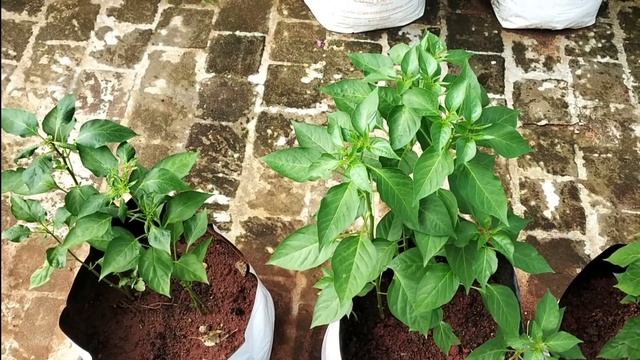 How to Grow Chillies Pepper at Home / Growing Chilli plants in Terrace Gardens / Home gardening смотреть онлайн
