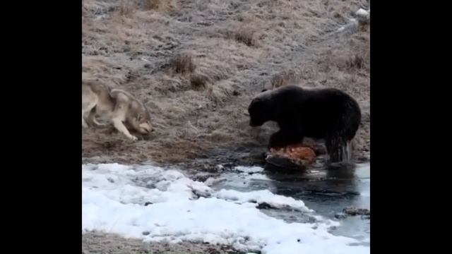 Волки, нападения на медведей. смотреть онлайн