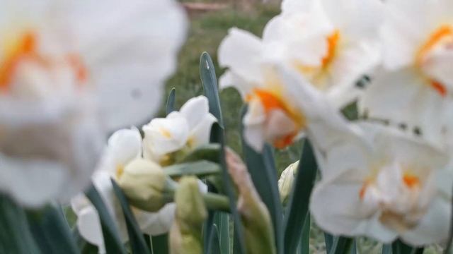 Narcissus Abba, a double flowered fragrant daffodil related to Tazetta daffodils смотреть онлайн