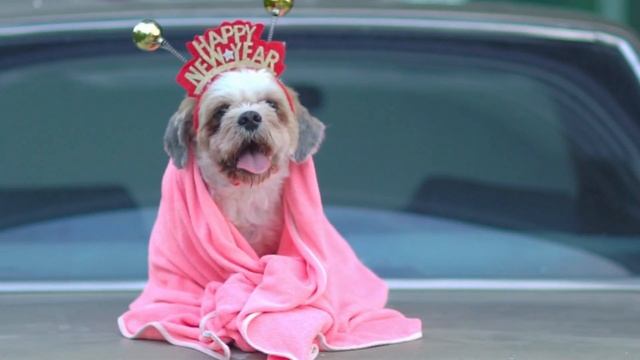 Интересные факты о ши тцу смотреть онлайн