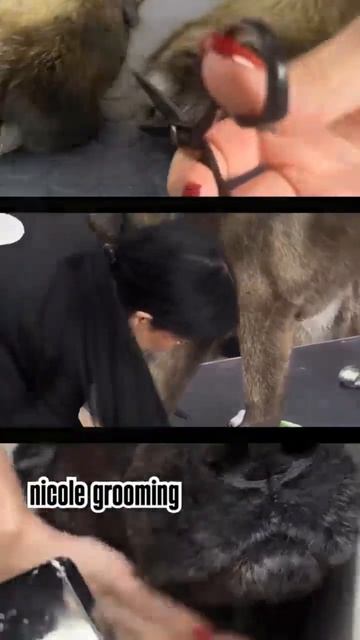 Экспресс-линька Американских акит в Nicole смотреть онлайн